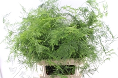 Asparagus Setaceus 65cm