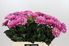 Dahlia Annamarie 60cm