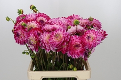 Dahlia Senior's Dream 60cm