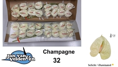 Anthurium Champagne 11cm Hd