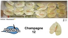 Anthurium Champagne 13cm Hd