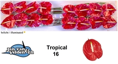 Anthurium Tropical 11cm Hd