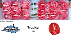 Anthurium Tropical 13cm Hd