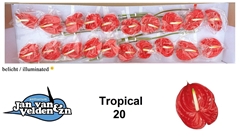 Anthurium Tropical 9cm Hd