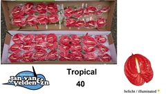 Anthurium Tropical 11cm Hd