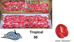 Anthurium Tropical 9cm Hd
