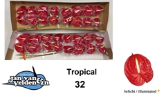Anthurium Tropical 11cm Hd