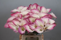 Zantedeschia Call Mario 65cm