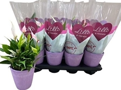 Anthurium Lilli 11Ø 30cm