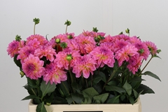 Dahlia Esli 55cm