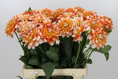 Dahlia Hapet Harmony 65cm