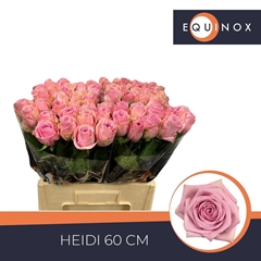 Rosa Heidi! 60cm