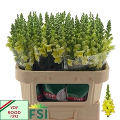 Antirrhinum Cannes Yellow 75cm