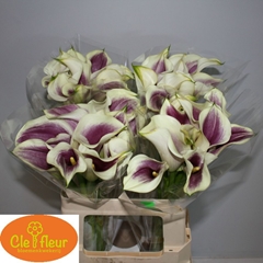 Zantedeschia Picasso 60cm