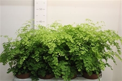 Adiantum Raddianum Fragrans 12Ø 35cm