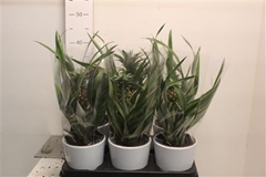 Ananas Champaca 12Ø 35cm