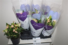 Anthurium Matata 12Ø 30cm