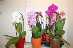 Phalaenopsis Mix 12Ø 40cm 1st