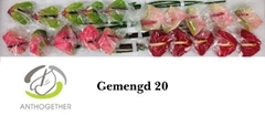 Anthurium Love Collection 9cm Hd