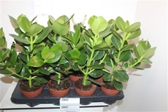 Clusia Princess 12Ø 40cm