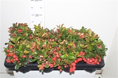 Gaultheria Big Berry 12Ø 25cm