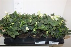 Helleborus Happy Day 12Ø 24cm