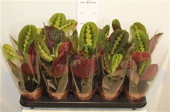 Maranta Fascinator 12Ø 30cm