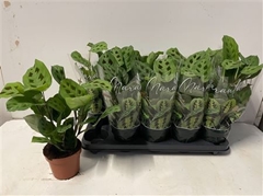 Maranta Kerchoveana 12Ø 30cm
