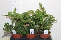 Monstera Adansonii 12Ø 30cm