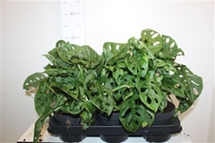 Monstera Adansonii Monkey Leaf 12Ø 30cm