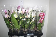 Phalaenopsis Mix 12Ø 40cm 1st