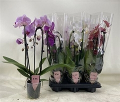 Phalaenopsis Mix 12Ø 40cm 2st