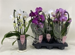 Phalaenopsis Mix 12Ø 40cm 3st