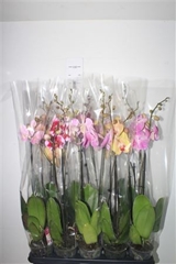 Phalaenopsis Mix 12Ø 80cm 2st