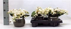 Phalaenopsis Multiflora Nazare 12Ø 25cm 5st