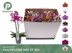Phalaenopsis Multiflora Mix 8 Colours 12Ø 50cm 2st