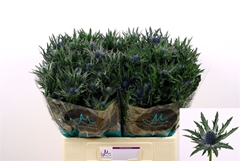 Eryngium Orion Questar 60cm