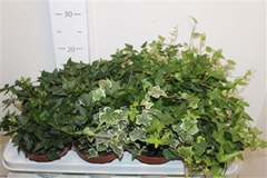 Hedera Helix Mix 3 Pieces 13Ø 40cm