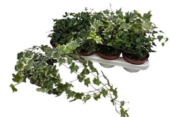 Hedera Helix Mix 3 Pieces 13Ø 40cm