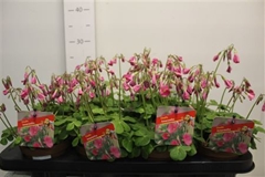 Oxalis Amarantha 13Ø 20cm