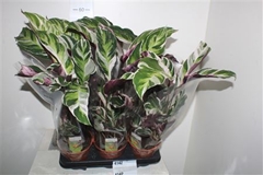 Calathea Fusion White 14Ø 50cm