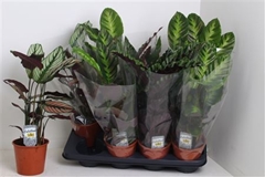 Calathea Mixed 3 Varietys 14Ø 45cm