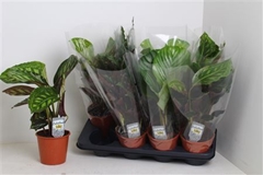 Calathea Mixed 3 Varietys 14Ø 45cm