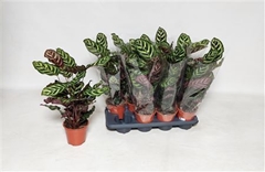 Calathea Makoyana 14Ø 55cm
