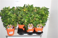 Citrus Microcarpa 14Ø 40cm