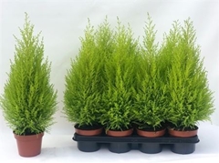 Cupressus Goldcrest Wilma 14Ø 50cm