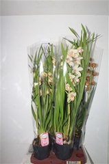 Cymbidium Mixed 14Ø 75cm 2st