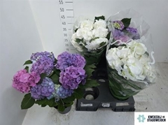 Hydrangea Mix 14Ø 39cm 9bl