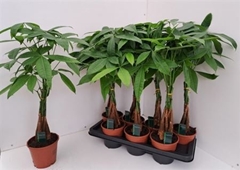 Pachira Aquatica 14Ø 60cm