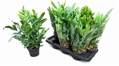 Phlebodium Blue Star 14Ø 40cm